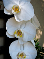 Orchid, San Diego