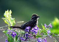 Sparrow, California
