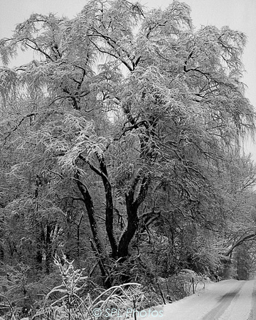 Willow in Winter