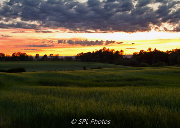 Field & Sunset